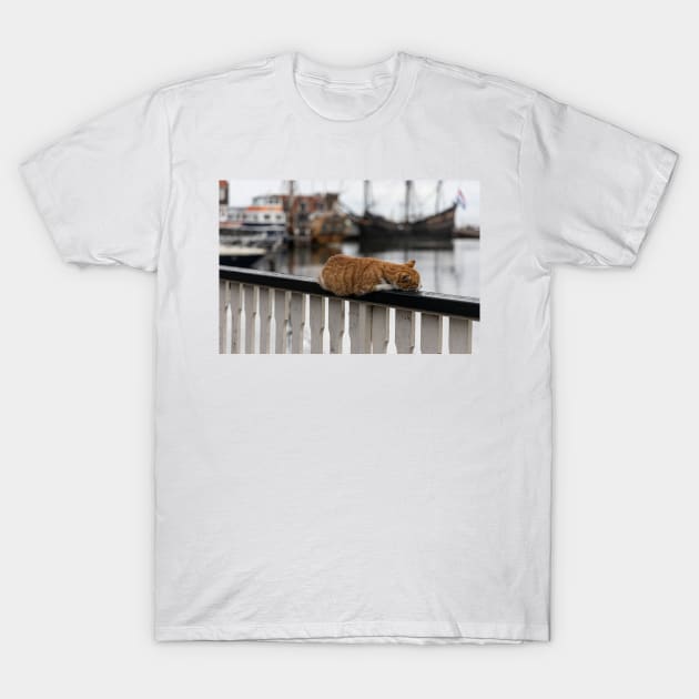 Cat on a Rail T-Shirt by Memories4you